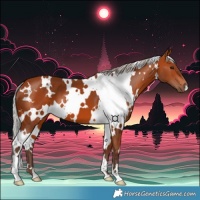 Horse Color:White Spotted Silver Bay 