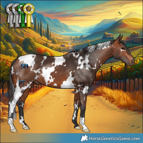 Horse Color:White Spotted Bay 
