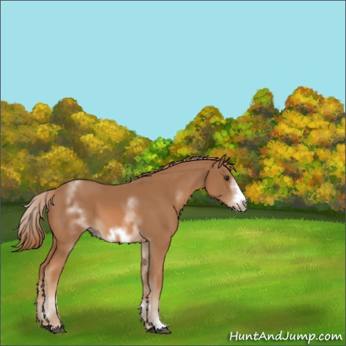 Horse Color:White Spotted Chestnut Sabino Frame 