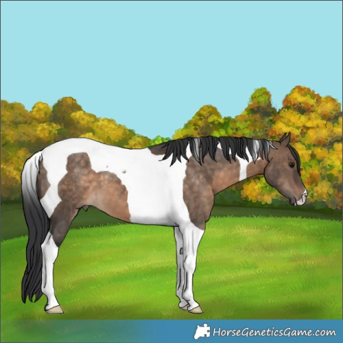 Horse Color:Brown Dun Tobiano 