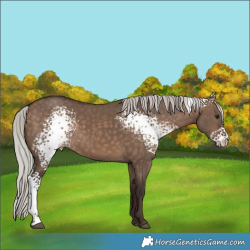 Horse Color:White Spotted Silver Brown Dun 
