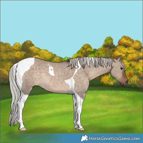 Horse Color:Silver Brown Dun Tobiano Rabicano 