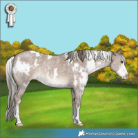 Horse Color:White Spotted Liver Red Dun Mushroom Sabino 