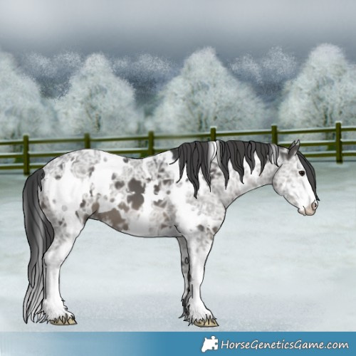 Horse Color:White Spotted Black Ice Mushroom Sabino 