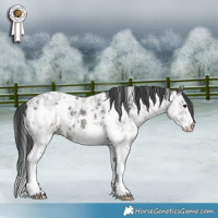 Horse Color:White Spotted Black Ice Mushroom Sabino 
