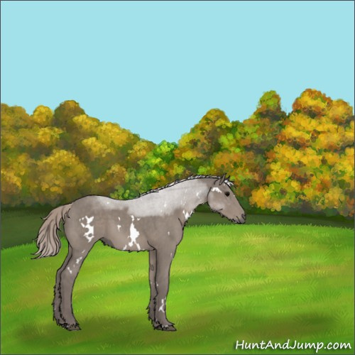 Horse Color:White Spotted Silver Grullo 