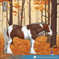 Horse Color:Silver Bay Splash Tobiano Rabicano