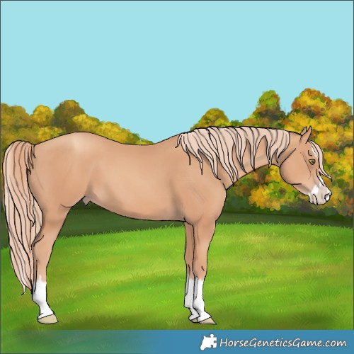 Horse Color:Gold Champagne Splash