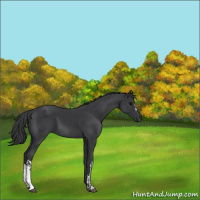 Horse Color:Black  and Black 