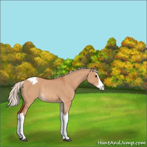 Horse Color:Silver Bay Dun Splash Appaloosa Rabicano 