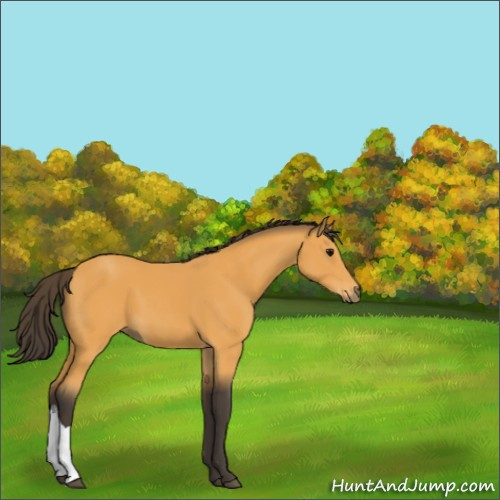 Horse Color:Buckskin 