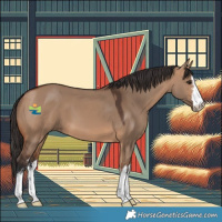 Horse Color:White Spotted Bay Dun 