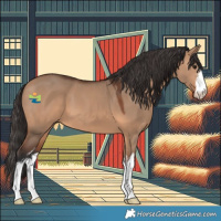 Horse Color:White Spotted Bay Dun