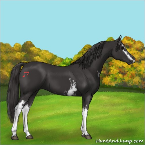 Horse Color:White Spotted Smoky Black 