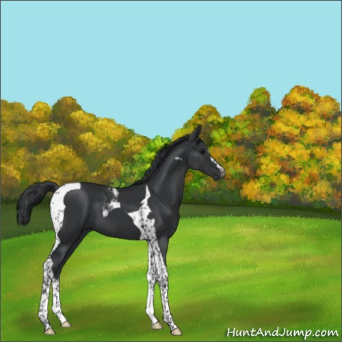 Horse Color:Black Tobiano 