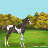 Horse Color:Liver Chestnut Splash Tobiano 