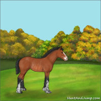 Horse Color:Brown Sabino Rabicano  and Brown Sabino Rabicano 