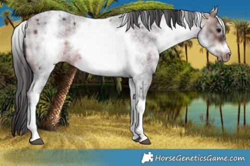 Horse Color:White Spotted Brown Roan Frame 