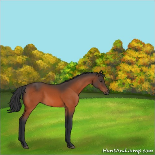 Horse Color:Brown 
