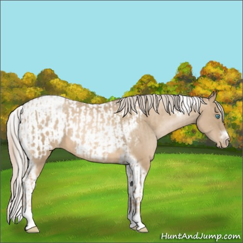 Horse Color:Chocolate Palomino Pearl Tobiano Frame and Chocolate Palomino Pearl Tobiano Frame Appaloosa