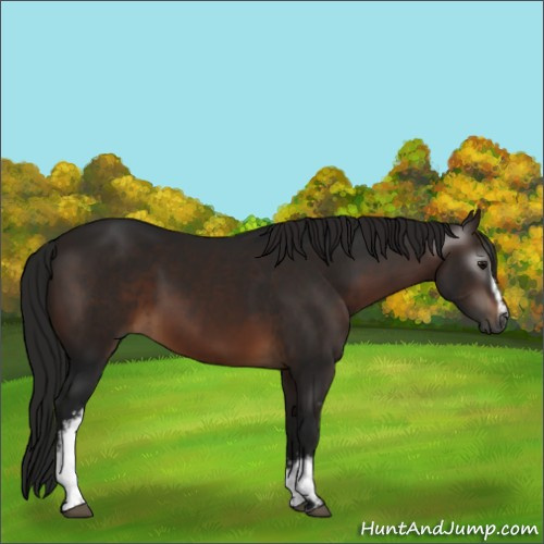Horse Color:Gray White Spotted Bay
