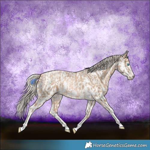 Horse Color:Chocolate Palomino Pearl Tobiano Frame  and Chocolate Palomino Pearl Tobiano Frame Appaloosa 