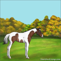 Horse Color:Gray Brown Tobiano Blanket Rabicano 