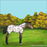 Horse Color:Brown Near Leopard Rabicano 