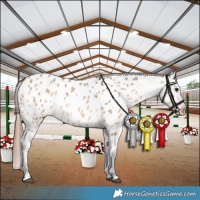 Horse Color:White Spotted Bay Dun Near Leopard Rabicano