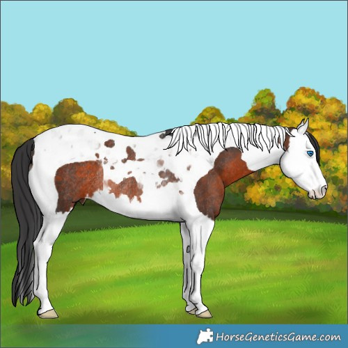 Horse Color:Brown Splash Tobiano Rabicano 