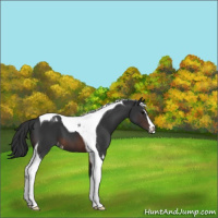 Horse Color:Brown Sabino Tobiano Appaloosa 