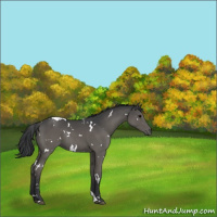 Horse Color:White Spotted Black Tobiano Rabicano 