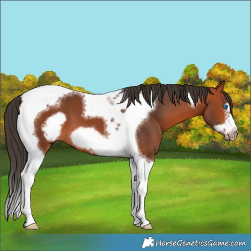 Horse Color:Bay Tobiano Frame 