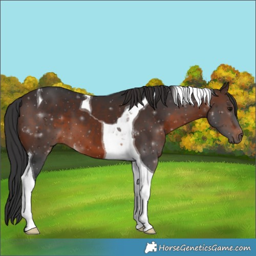 Horse Color:Brown Tobiano 