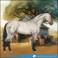 Horse Color:Buckskin Roan Dun Rabicano 