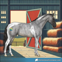 Horse Color:Buckskin Roan Tobiano Rabicano 