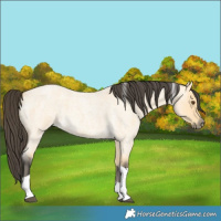 Horse Color:Buckskin Roan Dun Tobiano