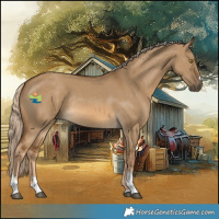 Horse Color:Chocolate Palomino Dun Tobiano Rabicano