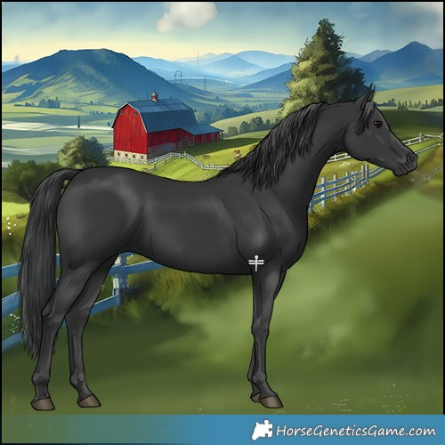 Horse Color:Black 