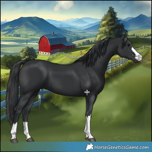 Horse Color:Black 