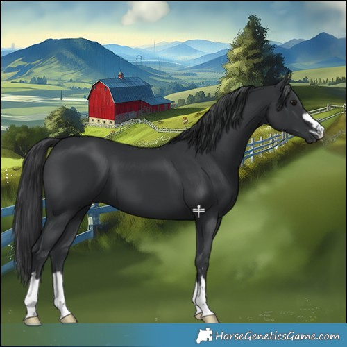 Horse Color:Black 