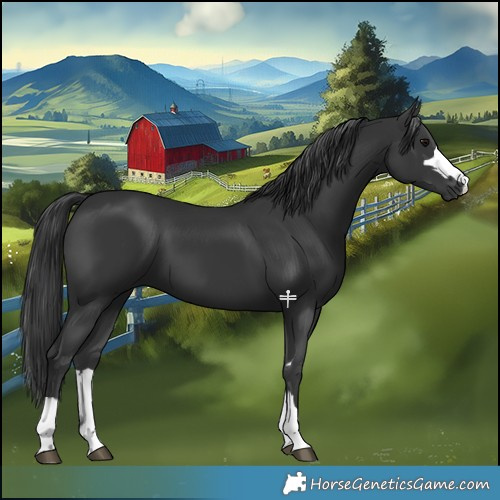 Horse Color:Black 