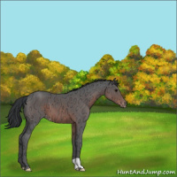Horse Color:Brown Ice Appaloosa 