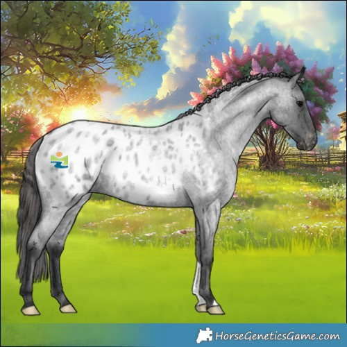 Horse Color:Blue Roan Appaloosa Rabicano 