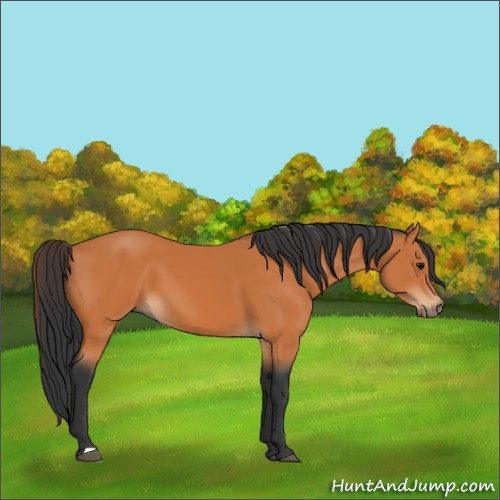 Horse Color:Bay 