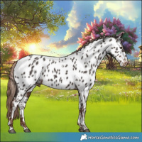 Horse Color:White Spotted Liver Chestnut Near Leopard Rabicano 