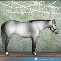 Horse Color:Gray Buckskin 