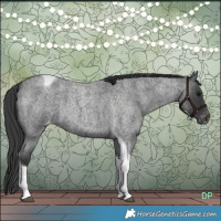 Horse Color:Blue Roan Tobiano Appaloosa 