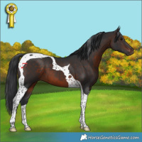 Horse Color:Brown Tobiano 