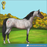 Horse Color:Brown Roan 